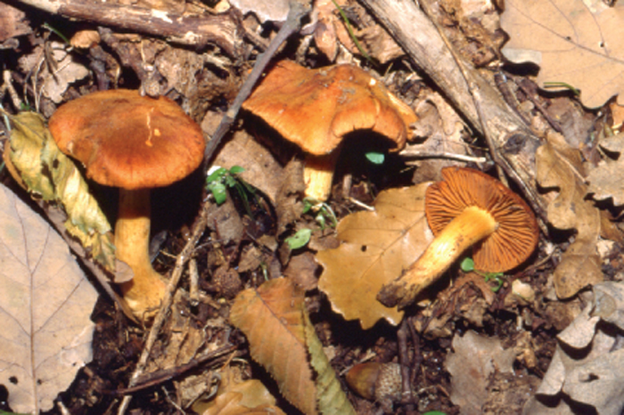 Mercoledì a Montecampione, parliamo di funghi con Dario Dogali – Cortinarius orellanus, Cortinarius speciosissimus e Chroogomphus rutilus