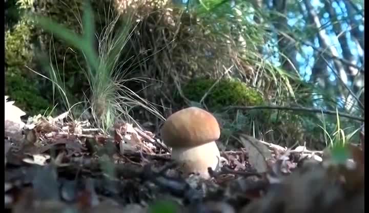 Teleboario - Vallecamonica: stagione dei funghi, ecco il regolamento per la raccolta