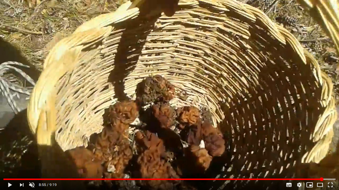 Mercoledì a Montecampione parliamo di funghi – Da Youtube: Gyromitra esculenta comestible pero mortal