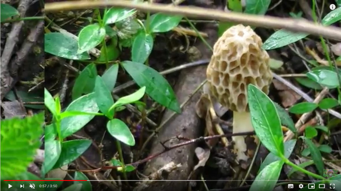 Mercoledì a Montecampione parliamo di funghi – Da Youtube: Buttata di Morchella esculenta Aprile 2015