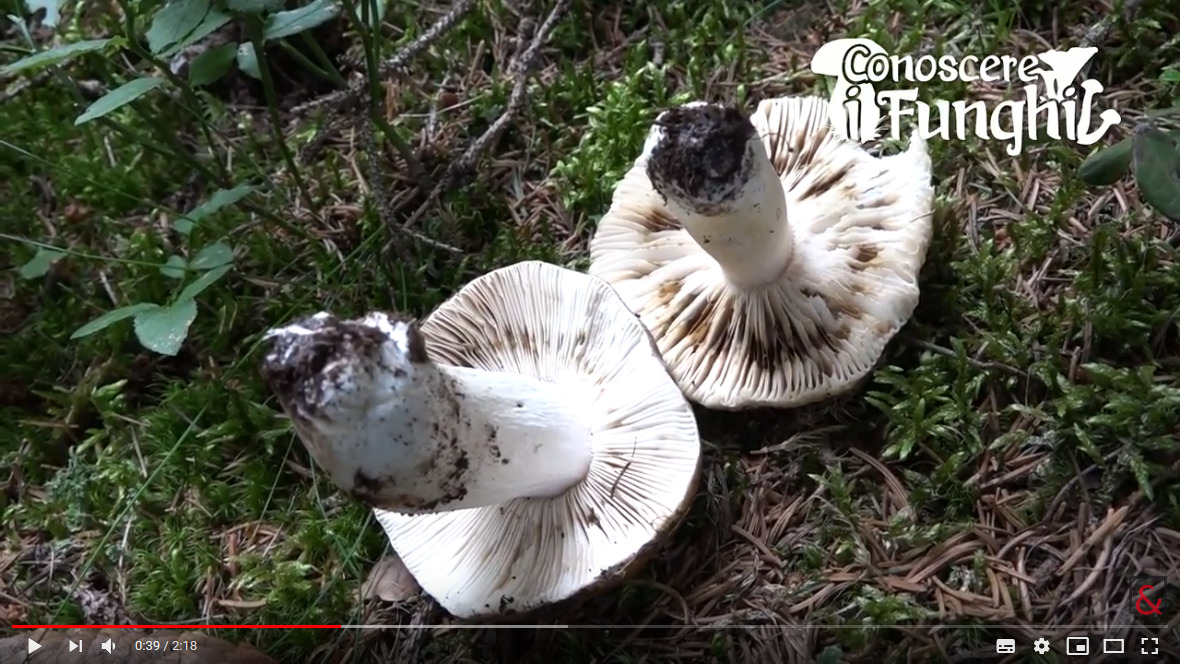 Mercoledì a Montecampione parliamo di funghi – Da Youtube: Conoscere i Funghi 13: Russula mustelina 2019/09/18